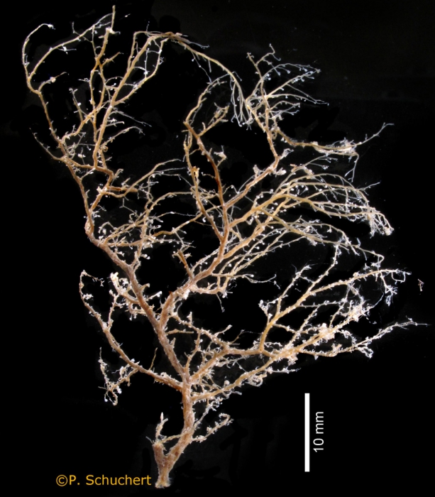 Oceania armata, polyp colony; Andaman Sea