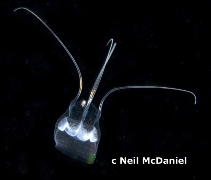 Solmundaegina nematophora Solmundaegina nematophora