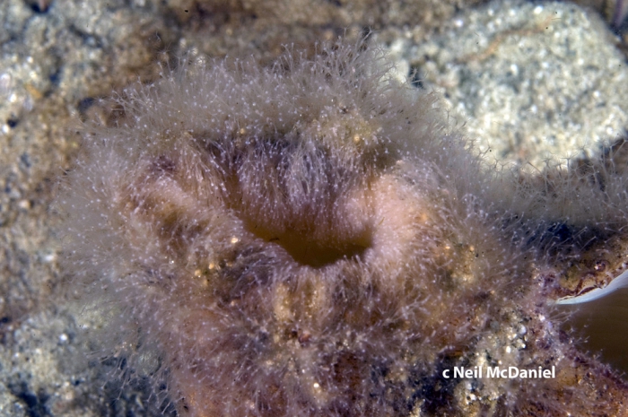 Eutonina indicans Eutonina indicans