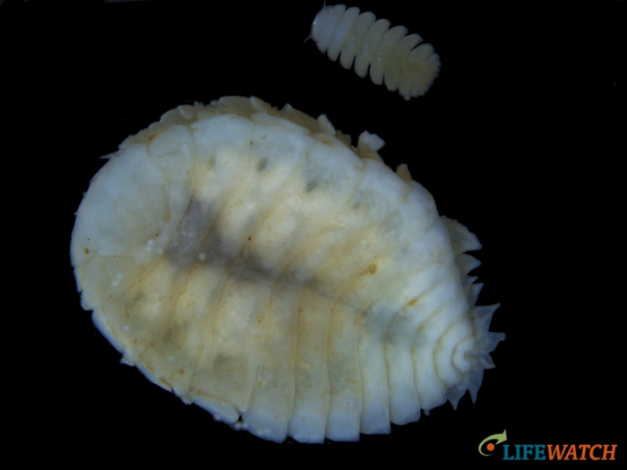 Progebiophilus euxinicus Progebiophilus euxinicus