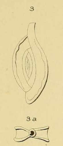 Spiroloculina grateloupi d'Orbigny, 1852