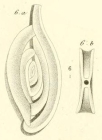 Spiroloculina perforata d'Orbigny in Guérin-Méneville, 1832