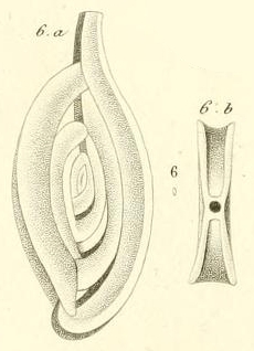 Spiroloculina perforata d'Orbigny in Gu�rin-M�neville, 1832