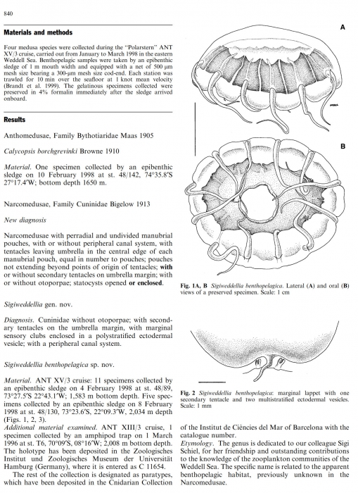 Description of Sigiweddellia benthopelaica Description of Sigiweddellia benthopelaica