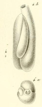 Triloculina deformis d'Orbigny in Guérin-Méneville, 1832 Triloculina deformis d'Orbigny in Guérin-Méneville, 1832