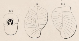 Triloculina inflata d'Orbigny, 1826