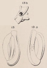 Quinqueloculina rugosa d'Orbigny, 1852