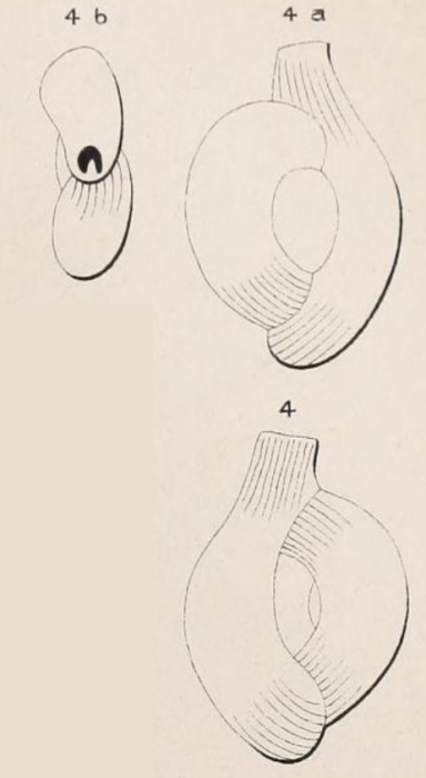 Quinqueloculina semistriata d'Orbigny, 1850