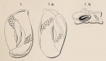 Quinqueloculina variolata d'Orbigny in Terquem, 1878