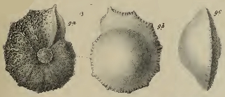 Rotalia lithothamnica Uhlig, 1886