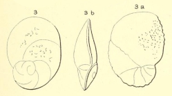 Rotalia elliptica d'Orbigny, 1852