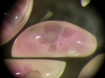 Ostracoda (seed shrimp)
