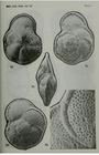 Globorotalia menardii (d'Orbigny in Parker, Jones & Brady, 1865)