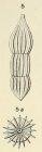 Nodosaria pulchella d'Orbigny, 1850