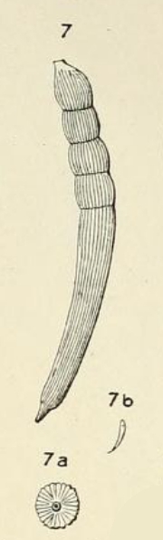 Dentalina striata d'Orbigny, 1852 Dentalina striata d'Orbigny, 1852