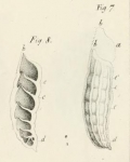 Marginulina raphanus d'Orbigny, 1826