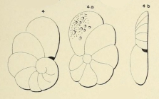 Truncatulina infractuosa d'Orbigny, 1852