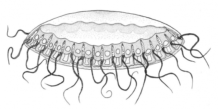 Jubanyella plemmyris from Fuentes & Pages (2006) Jubanyella plemmyris from Fuentes & Pages (2006)