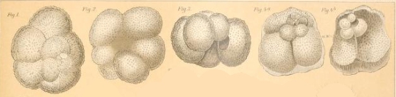 Globigerina pyriporosa Rhumbler, 1911