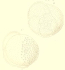 Tretomphalus bulloides (d'Orbigny, 1839)