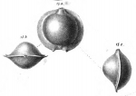 Biloculina murrhina Schwager, 1866