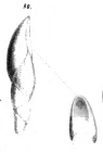 Pleurostomella alternans Schwager, 1866