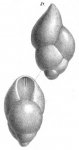 Pleurostomella brevis Schwager, 1886