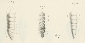 Bigenerina (Bigénérine) nodosaria d'Orbigny, 1826