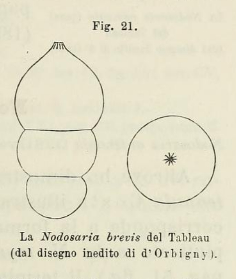 Nodosaria brevis d'Orbigny in Fornasini, 1902 Nodosaria brevis d'Orbigny in Fornasini, 1902