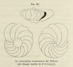 Anomalina ariminensis d'Orbigny in Fornasini, 1902