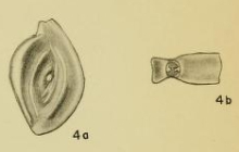Spiroloculina bidentata Hadley, 1935