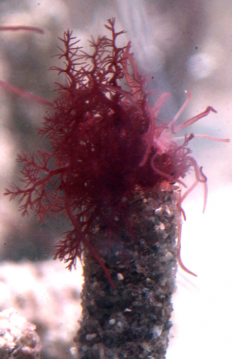 Coloured Lanice conchilega in aquarium