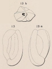 Quinqueloculina subcarinata d'Orbigny in Terquem, 1878