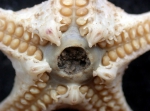 Echinodermata (Echinoderms)