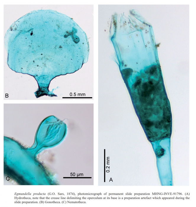 Hydroid of Cyclocanna producta