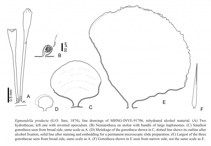 Cyclocanna prodcuta hydroid Cyclocanna prodcuta hydroid