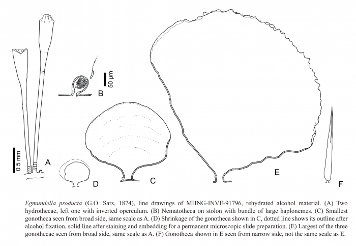 Cyclocanna prodcuta hydroid