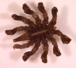 Chelicerata (sea spiders & mites)