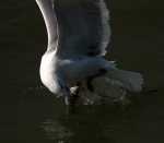 Herring Gull