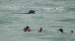 Seal & Eider Seal & Eider