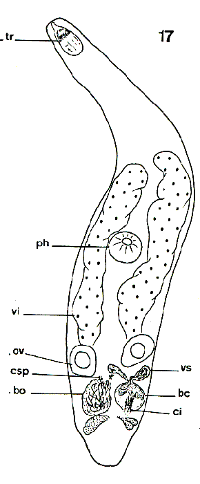 Paracicerina globulosa