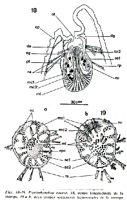 Ptyalorhynchus coecus