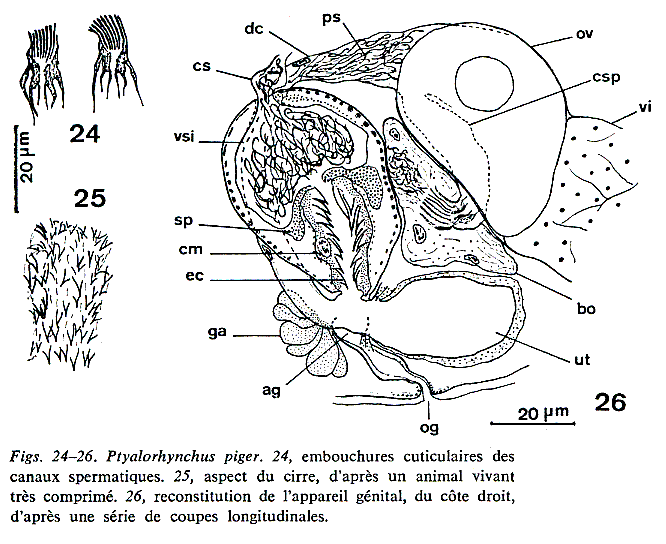 Ptyalorhynchus piger