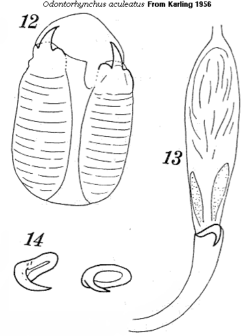 O. aculeatus