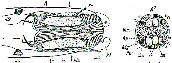 P. subterraneus