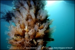 ciona intestinalis ciona intestinalis