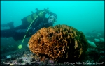 pentapora foliacea pentapora foliacea