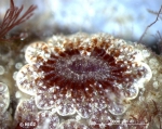 Botryllus schlosseri (Pallas, 1766) Botryllus schlosseri (Pallas, 1766)