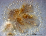 Botryllus schlosseri (Pallas, 1766) Botryllus schlosseri (Pallas, 1766)