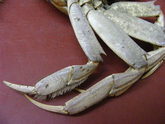 Chinese wolhandkrab